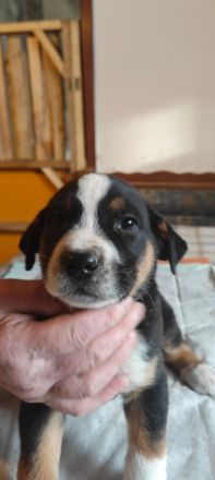 Bernhardiner Dogge Mischlinge