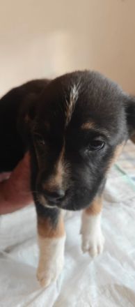 Bernhardiner Dogge Mischlinge