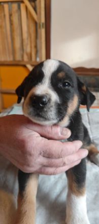 Bernhardiner Dogge Mischlinge