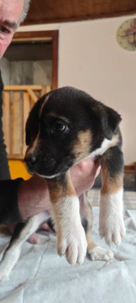 Bernhardiner Dogge Mischlinge