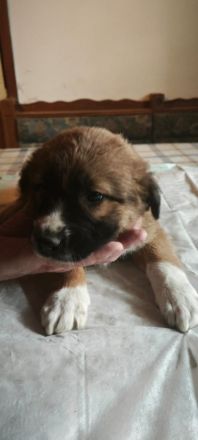 Bernhardiner Dogge Mischlinge