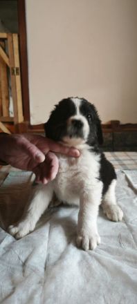 Bernhardiner Dogge Mischlinge