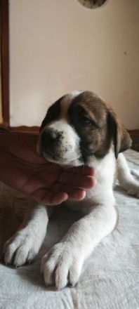 Bernhardiner Dogge Mischlinge