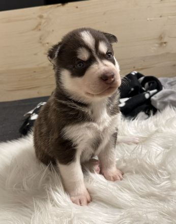 Husky Welpen - Abgabe ab 01.03.2024