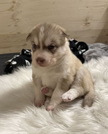 Husky Welpen - Abgabe ab 01.03.2024