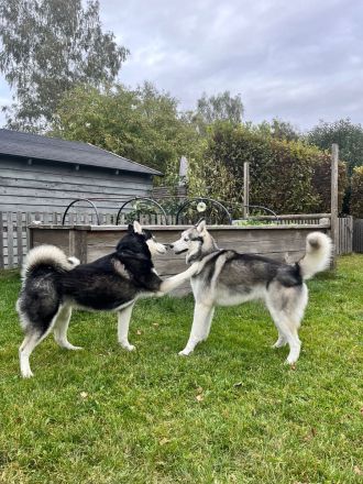 Husky Welpen - Abgabe ab 01.03.2024