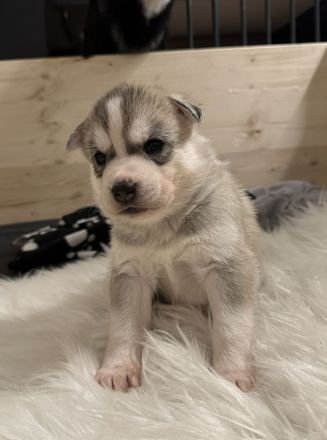 Husky Welpen - Abgabe ab 01.03.2024