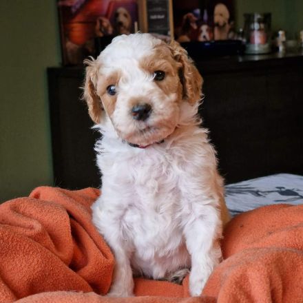 Pudel Zwerg (medium) Harlequin Welpen Abricot-Weiss