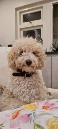 Pudel Zwerg (medium) Harlequin Welpen Abricot-Weiss