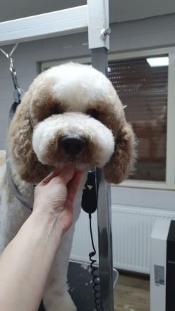 Pudel Zwerg (medium) Harlequin Welpen Abricot-Weiss