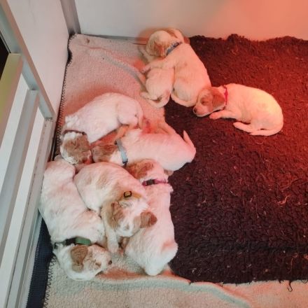 Pudel Zwerg (medium) Harlequin Welpen Abricot-Weiss