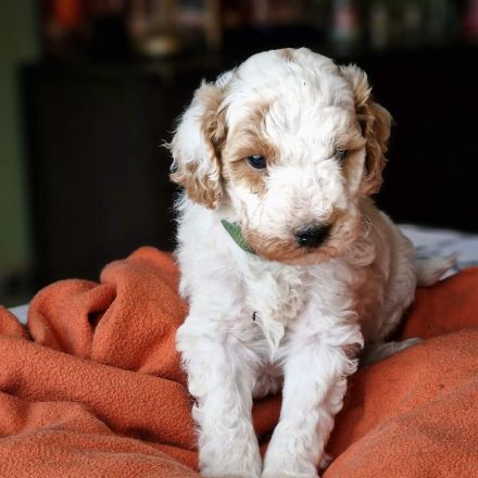 Pudel Zwerg (medium) Harlequin Welpen Abricot-Weiss