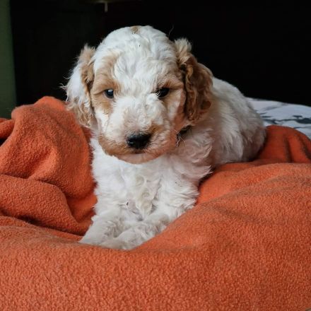 Pudel Zwerg (medium) Harlequin Welpen Abricot-Weiss