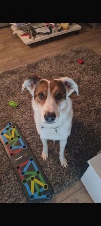 Leni - Dringend neues Zuhause gesucht