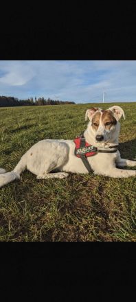 Leni - Dringend neues Zuhause gesucht