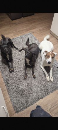 Leni - Dringend neues Zuhause gesucht