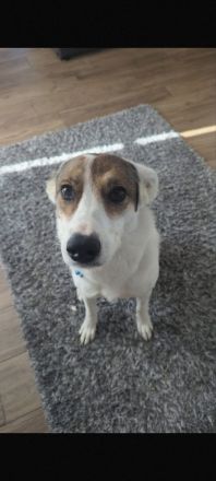 Leni - Dringend neues Zuhause gesucht