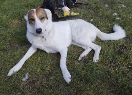 Leni - Dringend neues Zuhause gesucht