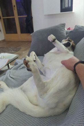 Leni - Dringend neues Zuhause gesucht