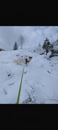 Leni - Dringend neues Zuhause gesucht