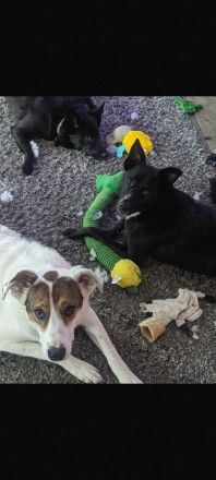 Leni - Dringend neues Zuhause gesucht