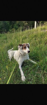 Leni - Dringend neues Zuhause gesucht