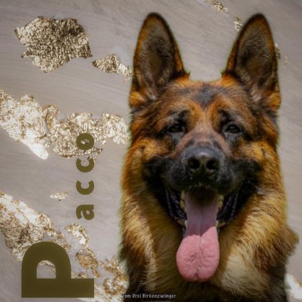 Deckrüde Deutscher Schäferhund