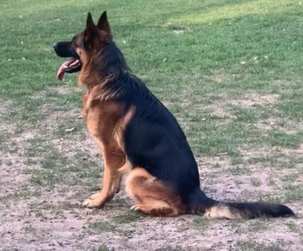 Deckrüde Deutscher Schäferhund