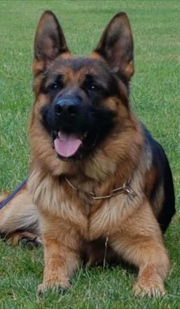 Deckrüde Deutscher Schäferhund