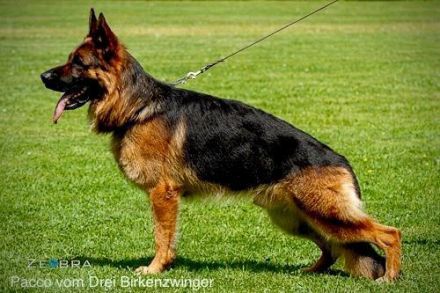 Deckrüde Deutscher Schäferhund
