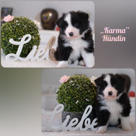 Border Collie - Welpe sucht sein für-immer-Zuhause