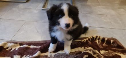 Border Collie - Welpe sucht sein für-immer-Zuhause