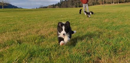 Border Collie - Welpe sucht sein für-immer-Zuhause