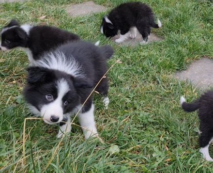 Border Collie - Welpe sucht sein für-immer-Zuhause