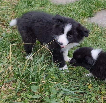Border Collie - Welpe sucht sein für-immer-Zuhause