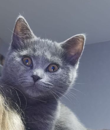 Süßen BKH Kitten zu verkaufen