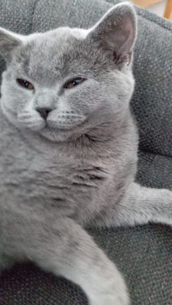 Süßen BKH Kitten zu verkaufen