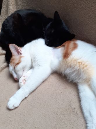 Bagheera & Smokey –  suchen dringend ein Zuhause! (aus dem Tierschutz / gechipt, geimpft, kastriert)