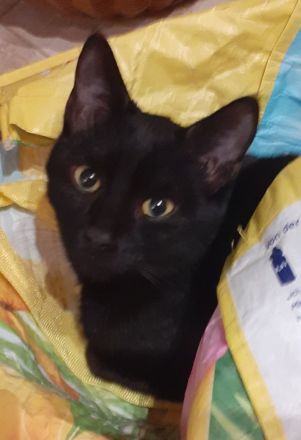 Bagheera & Smokey –  suchen dringend ein Zuhause! (aus dem Tierschutz / gechipt, geimpft, kastriert)