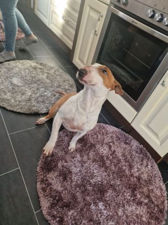 Miniature Bull Terrier