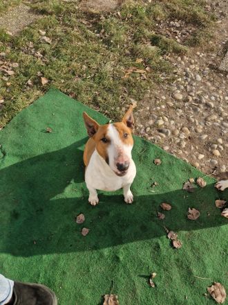 Miniature Bull Terrier