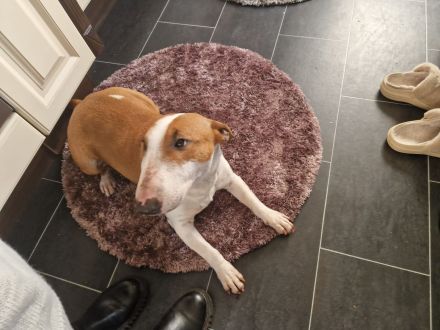 Miniature Bull Terrier