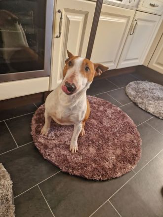 Miniature Bull Terrier