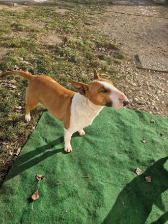 Miniature Bull Terrier