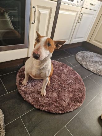 Miniature Bull Terrier