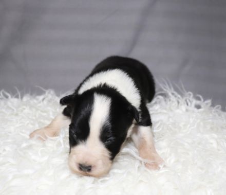 Border collie Welpen ( Showlinie)