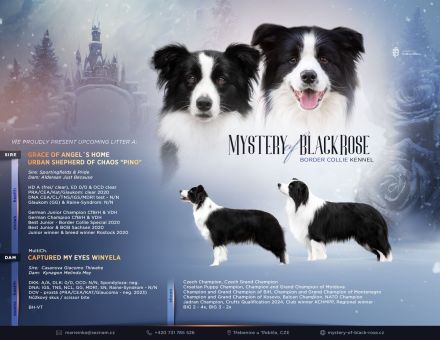 Border collie Welpen ( Showlinie)