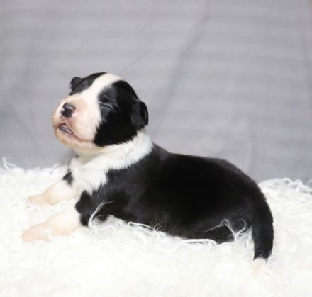 Border collie Welpen ( Showlinie)