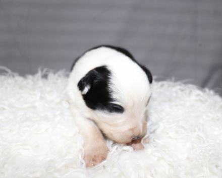 Border collie Welpen ( Showlinie)