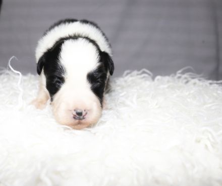 Border collie Welpen ( Showlinie)